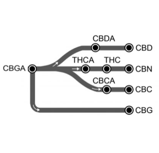 CBG