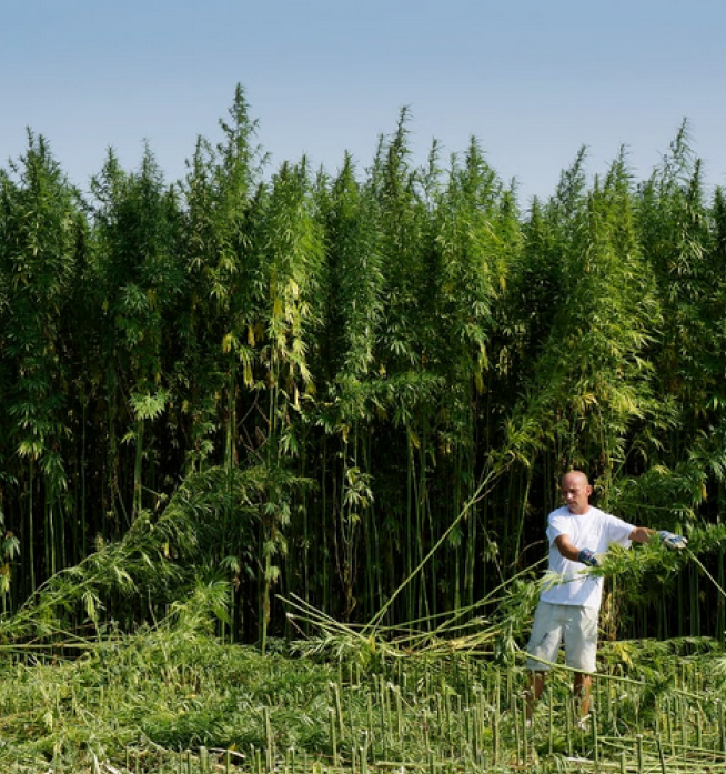 Naturreine Produkte aus eigener Herstellung - Hanffeld